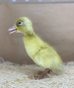 Buff Orpington Ducklings